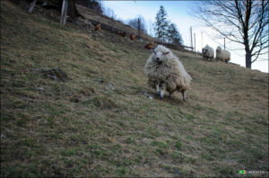 Вівчарство у Косівському районі