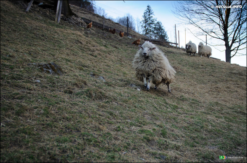 Камені спотикання на шляху відродження вівчарства у Косівському районі